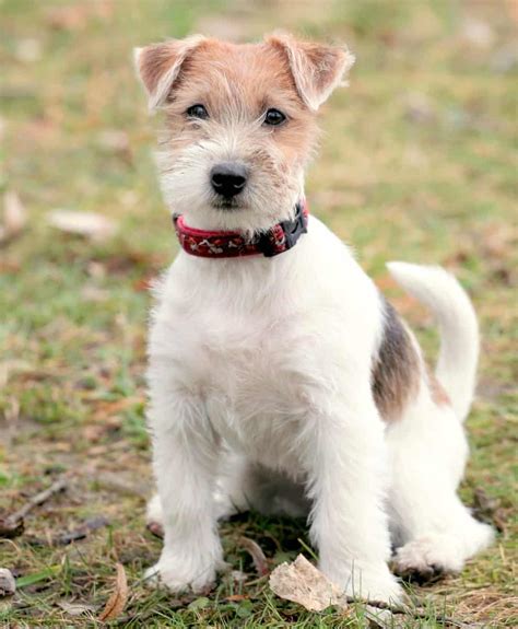 From day one, this pup will act like the boss of its home. . Wire haired terrier mix puppies for sale
